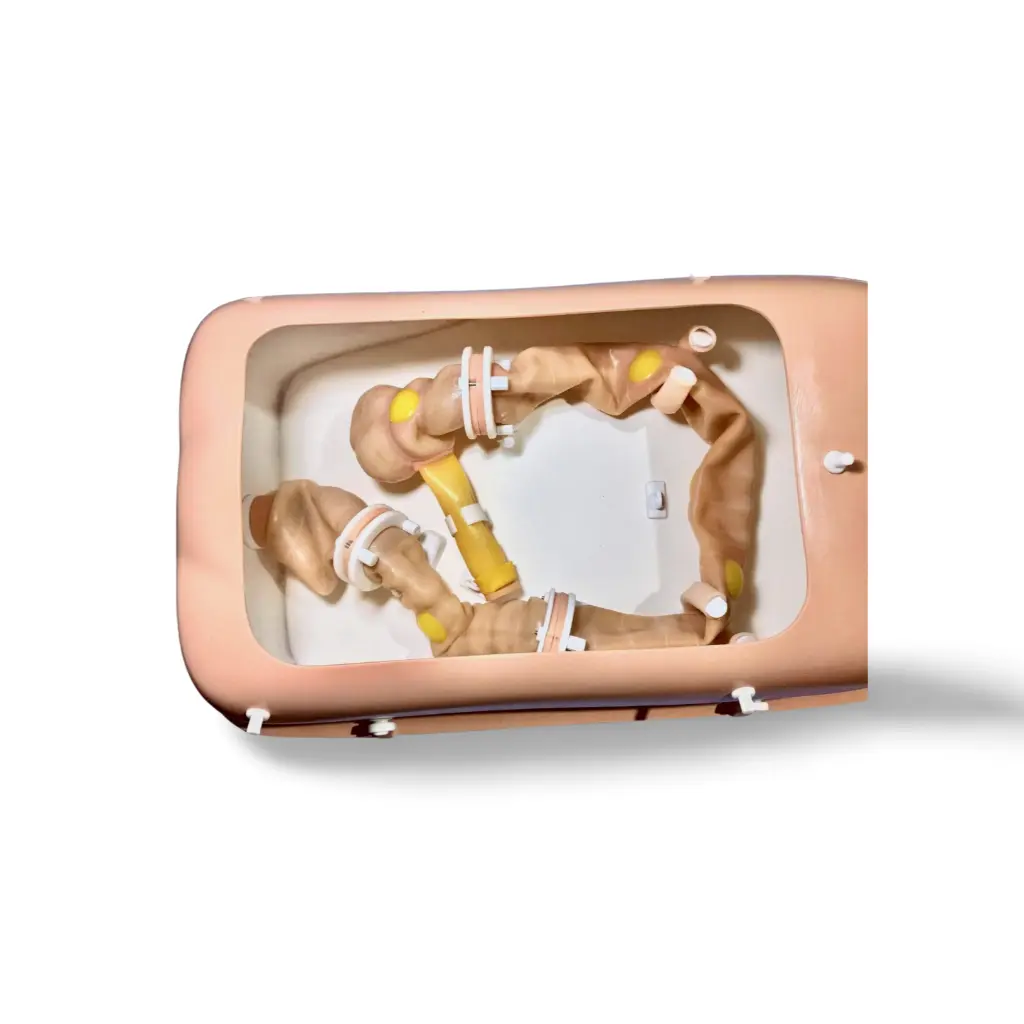 piezas_modelo_de_colon_en_fantoma.webp